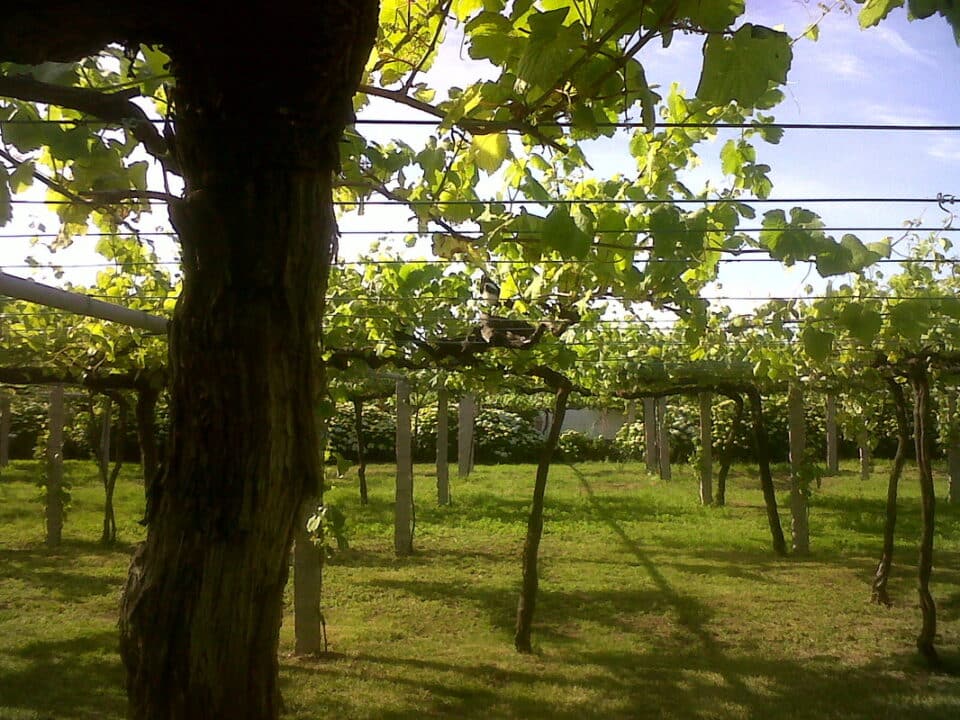 Pazo Carrasqueira - Imagen 4