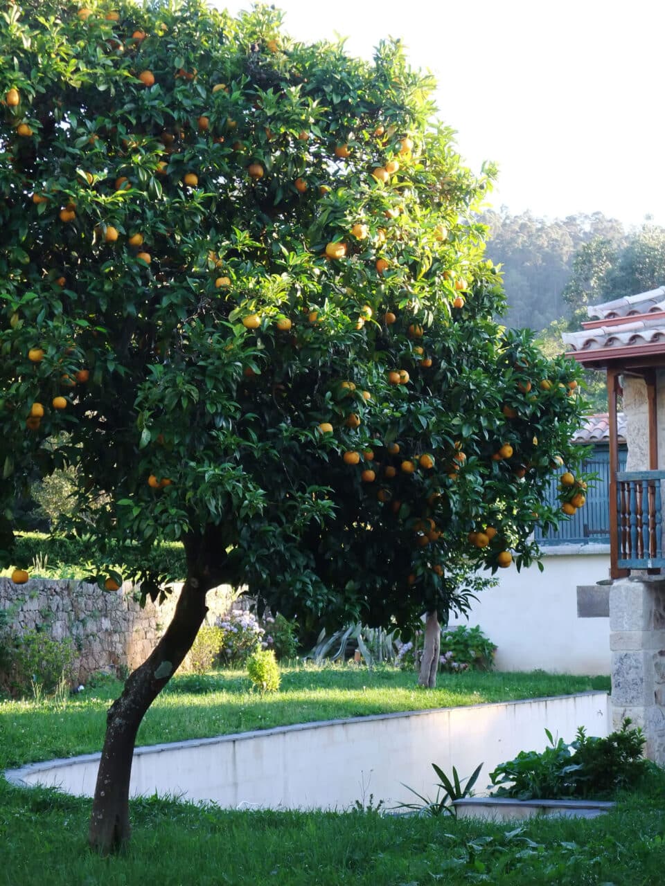 Pazo da Cruz - Imagen 45