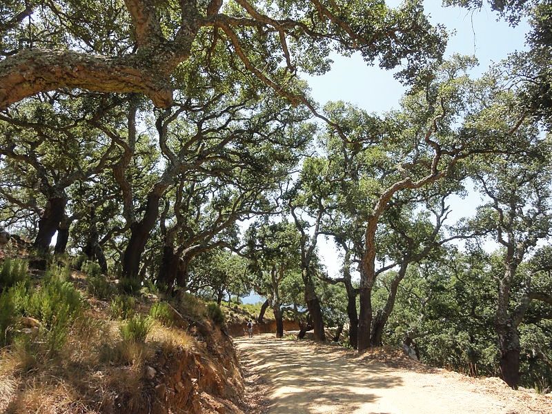 Actividades y gastronomía del Parque Natural de Los Alcornocales