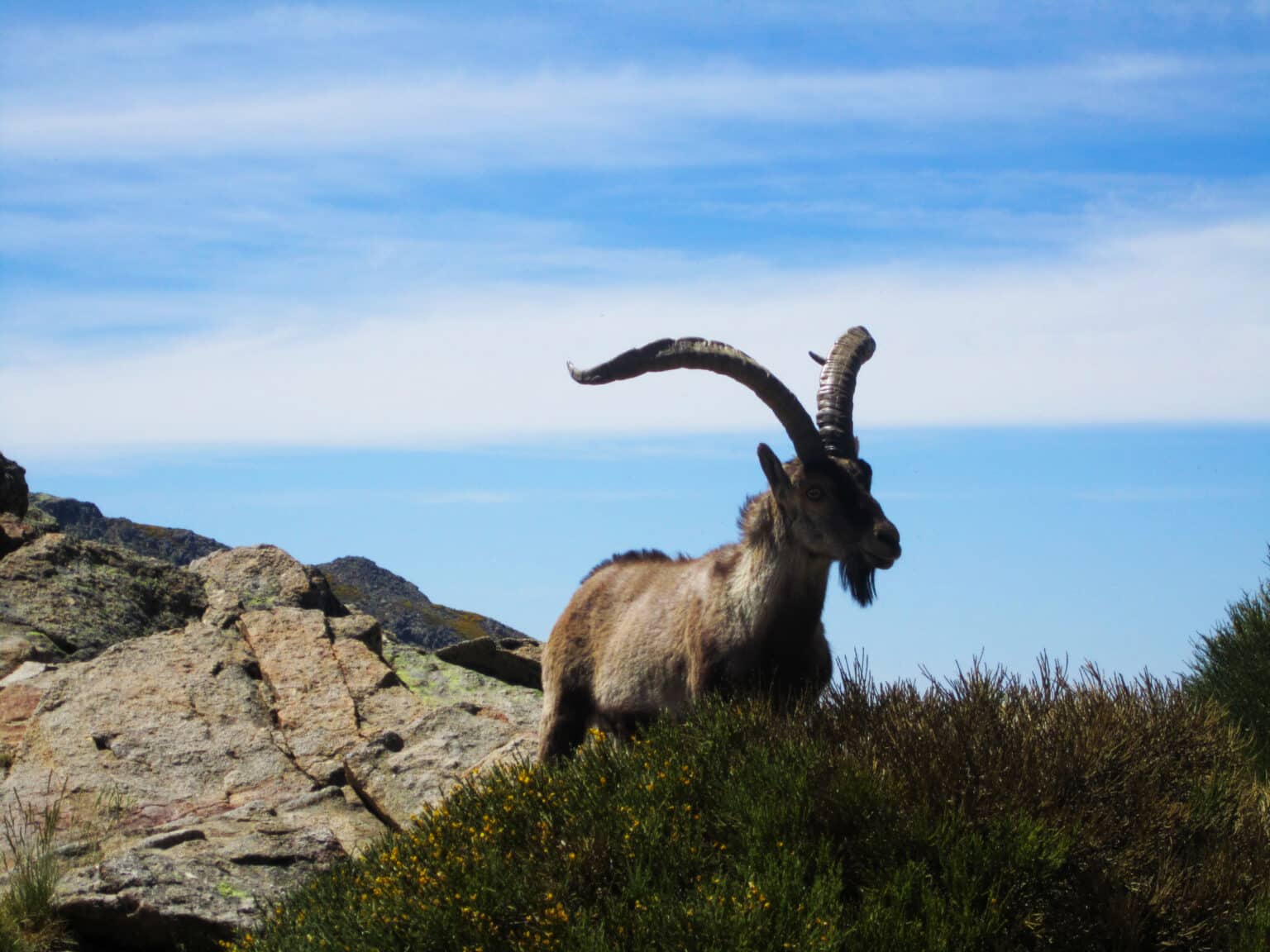 Fauna de la Sierra de las Nieves