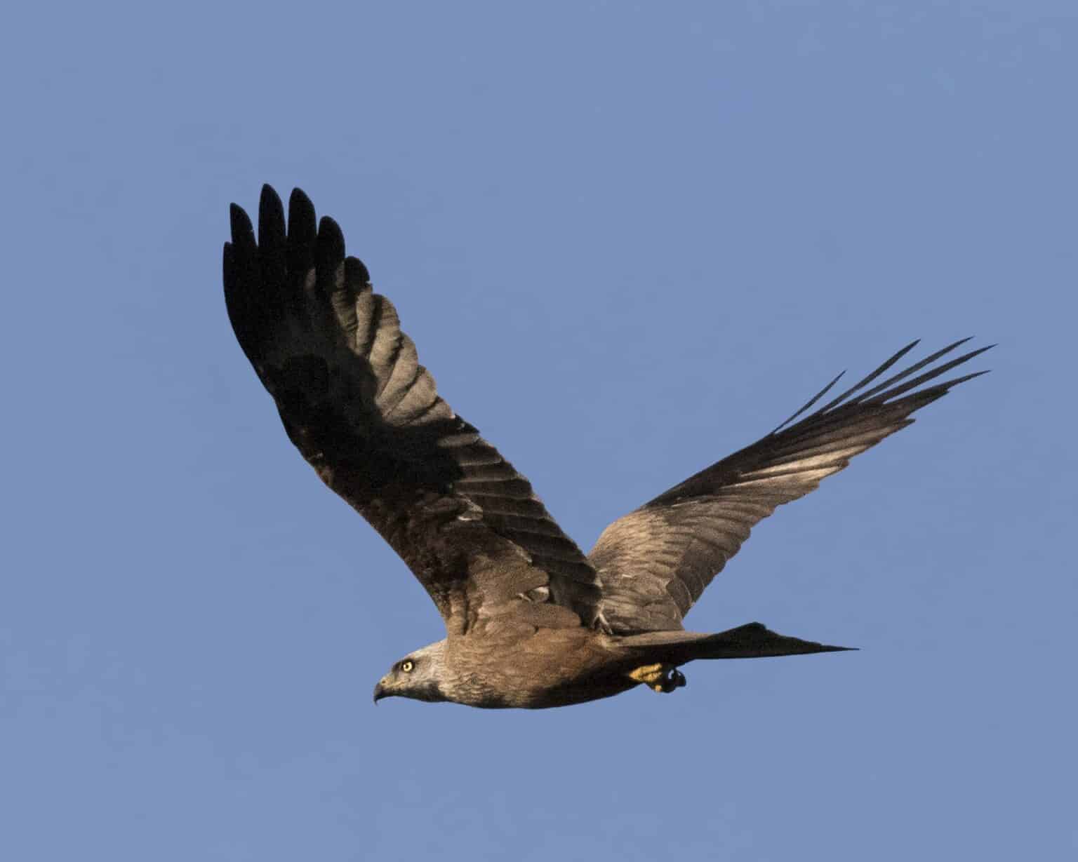 Fauna del Parque Natural Sierra de Castril