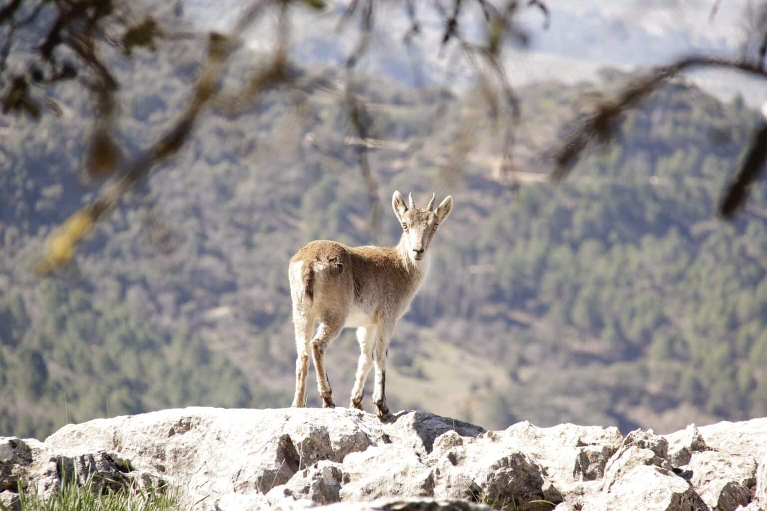 Fauna del Parque Natural Sierras de Cazorla, Segura y Las Villas