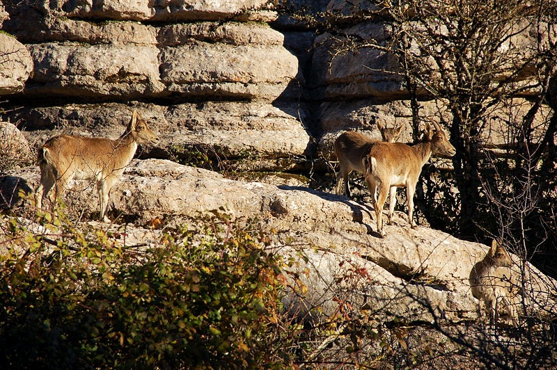 Fauna del Torcal de Antequera