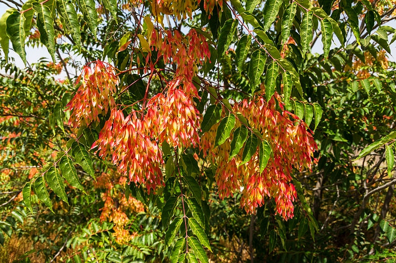 Flora de Sierra Nevada