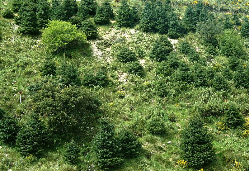 Flora de la Sierra de Grazalema