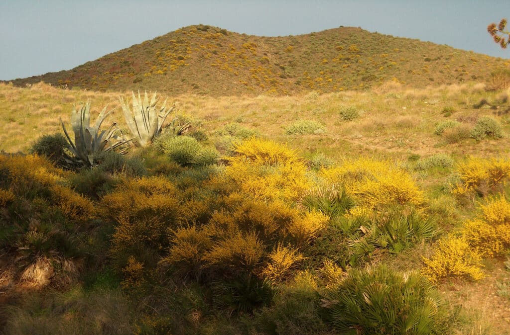 Flora del Parque Natural del Cabo de Gata - Níjar