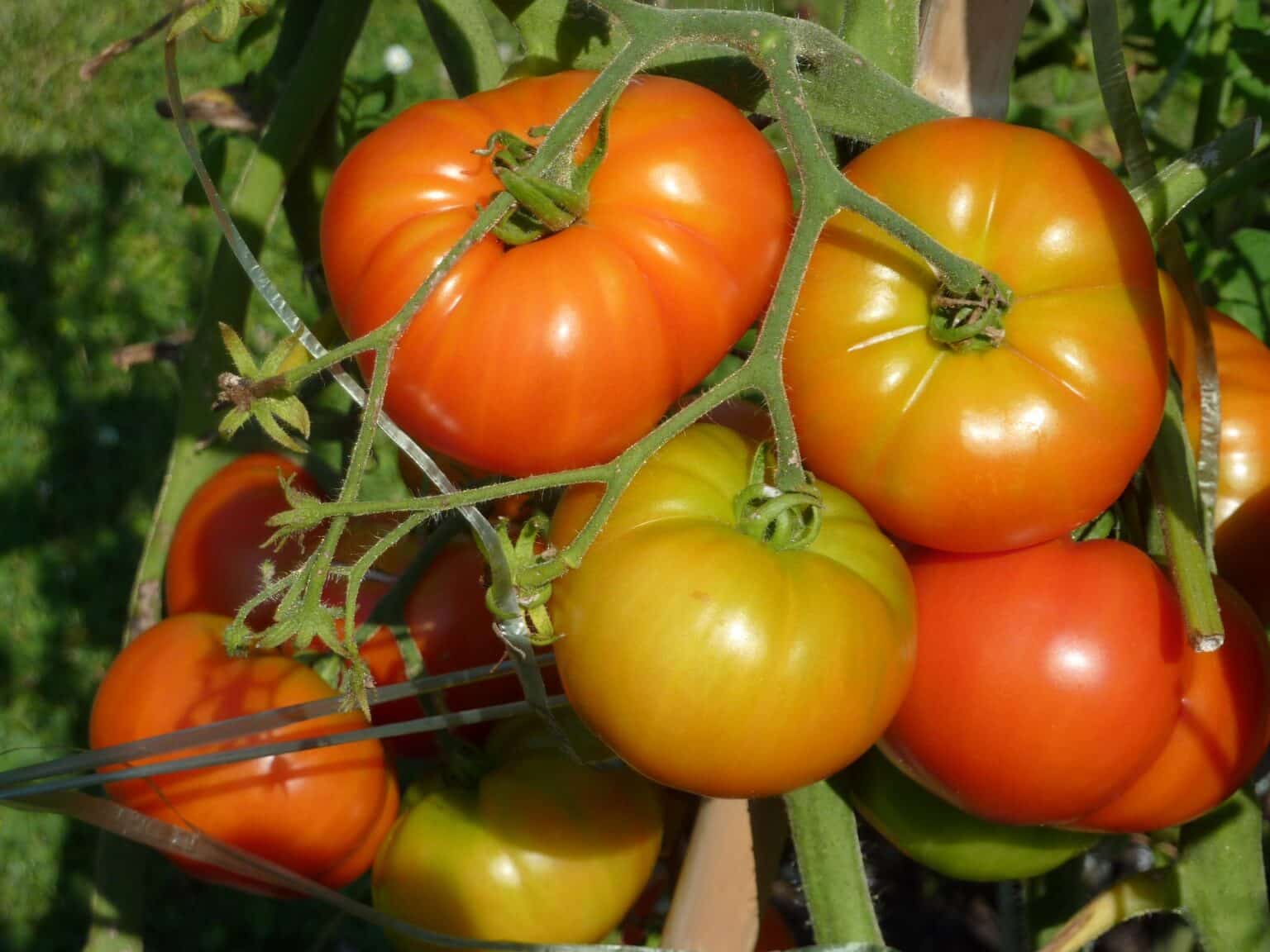 Gastronomía de Coín