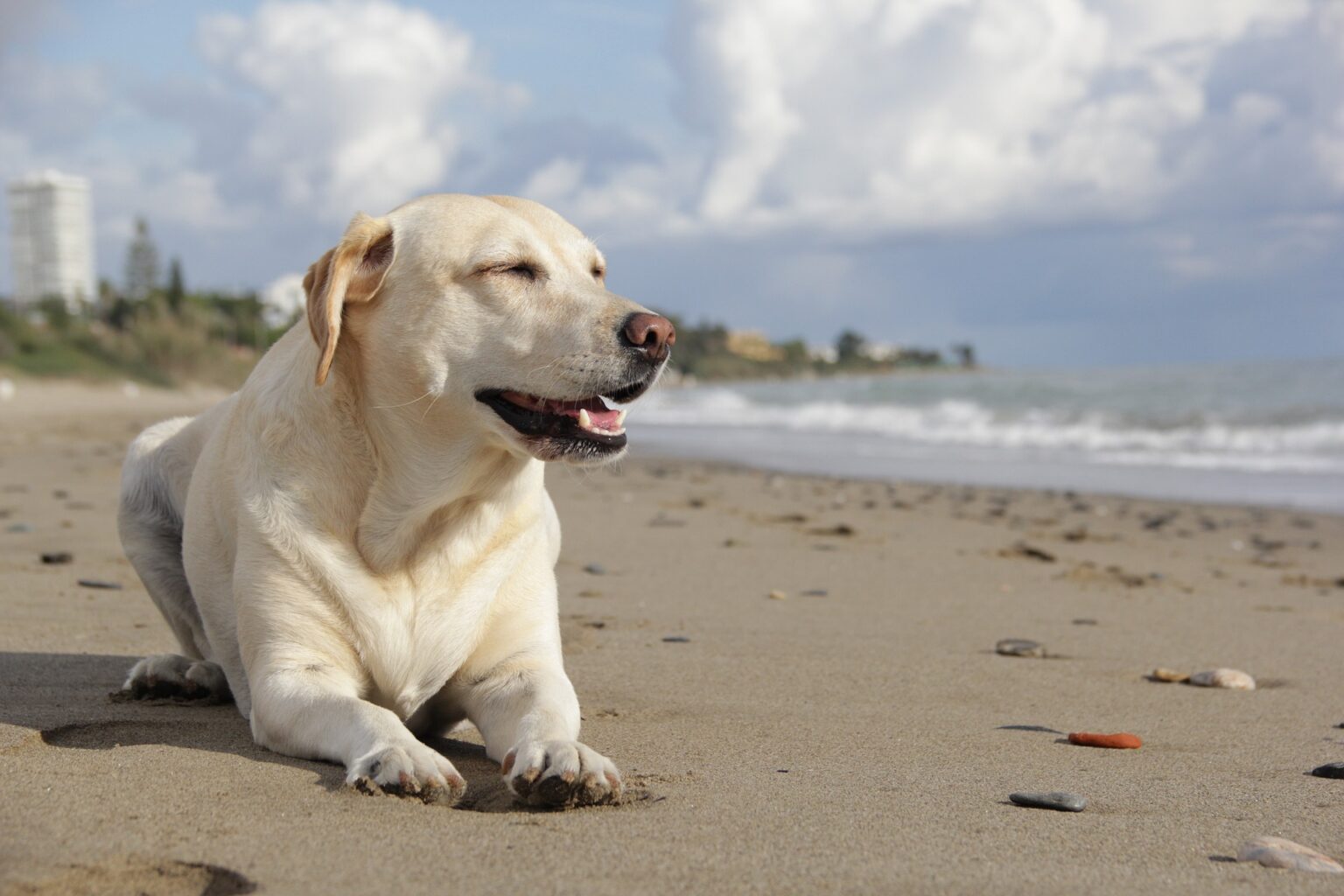 Playas para perros en Almería