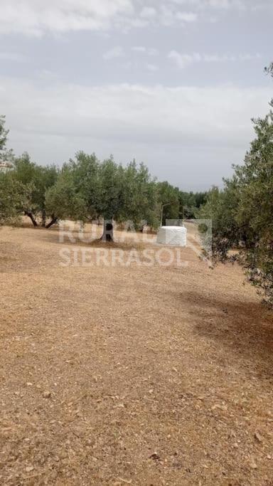 Olivos de casa rural en Íllora (Granada) referencia 4097
