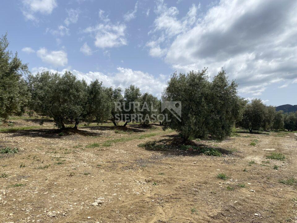 Olivar de casa rural en Álora (Málaga) referencia 4107