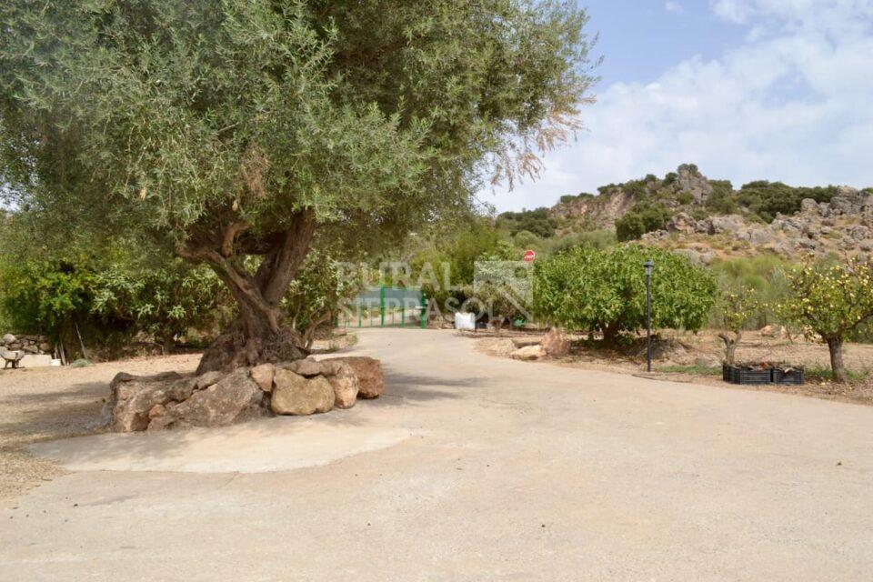 Olivo de casa rural en Periana (referencia 4100)