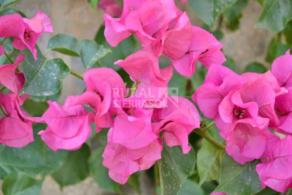 Flores de casa rural en Periana (referencia 4100)