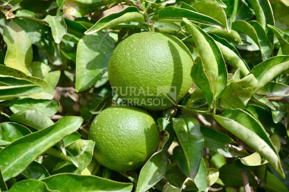 Limones de casa rural en Periana (referencia 4100)