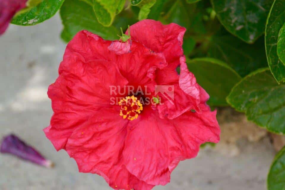 Flor de casa rural en Periana (referencia 4100)