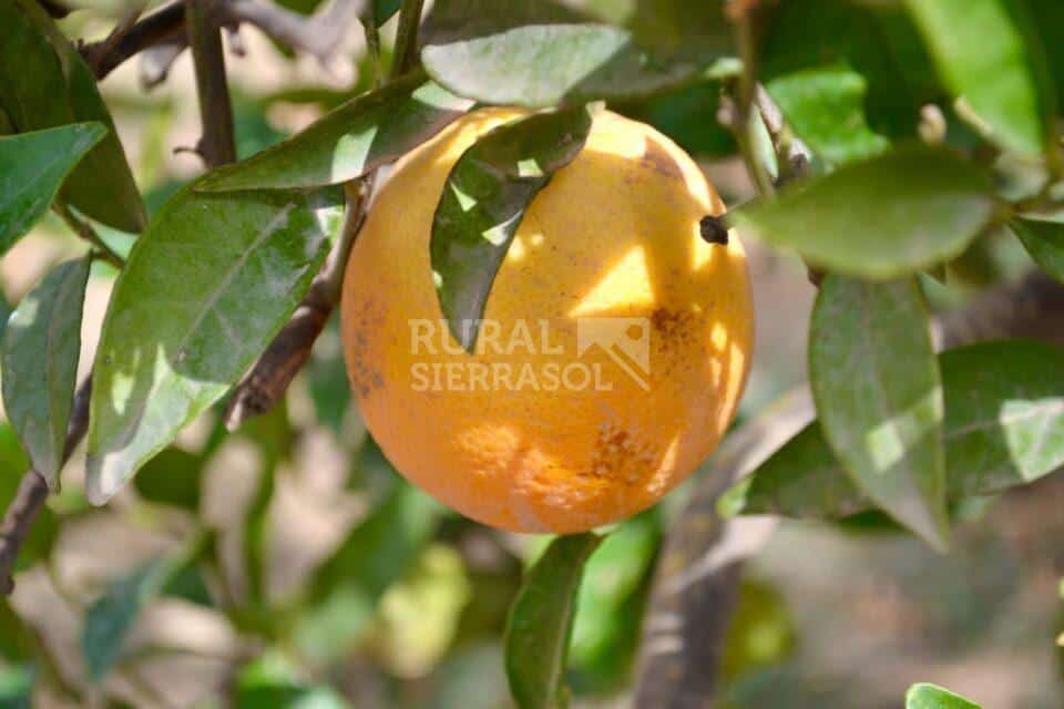 Naranjas de casa rural en Periana (referencia 4100)