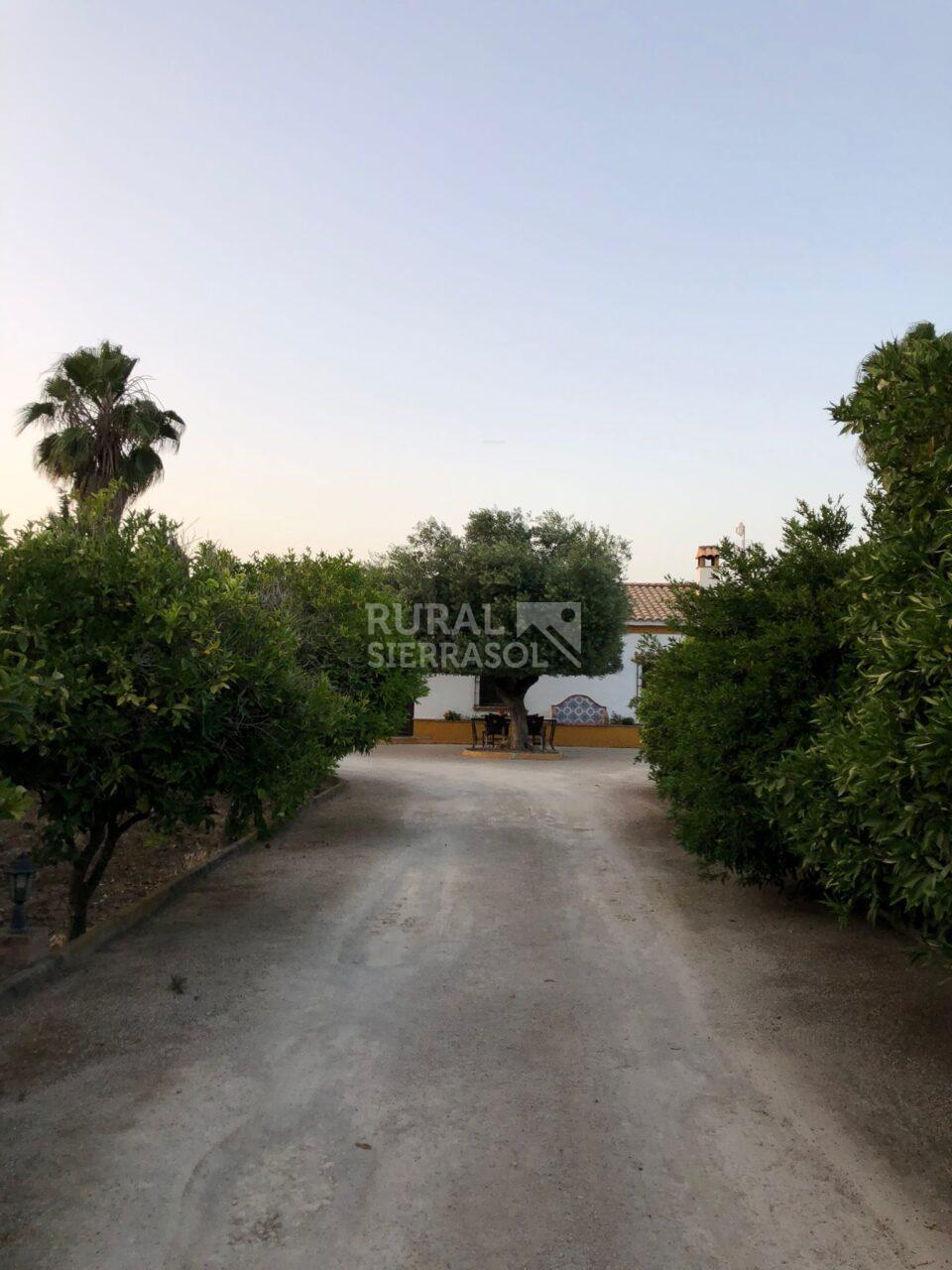 Camino a casa rural en Villamartín (Cádiz) referencia 4092