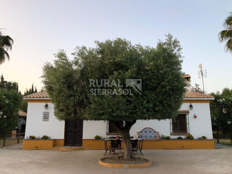 Olivo de entrada a casa rural en Villamartín (Cádiz) referencia 4092