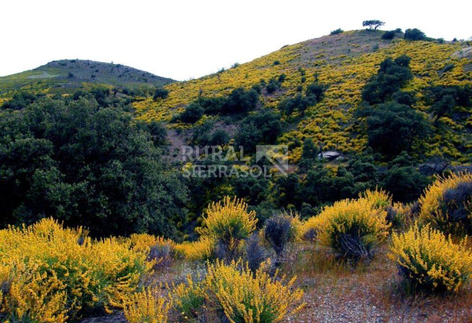 Entorno natural de casa rural en Taberno (Almería) referencia 0800
