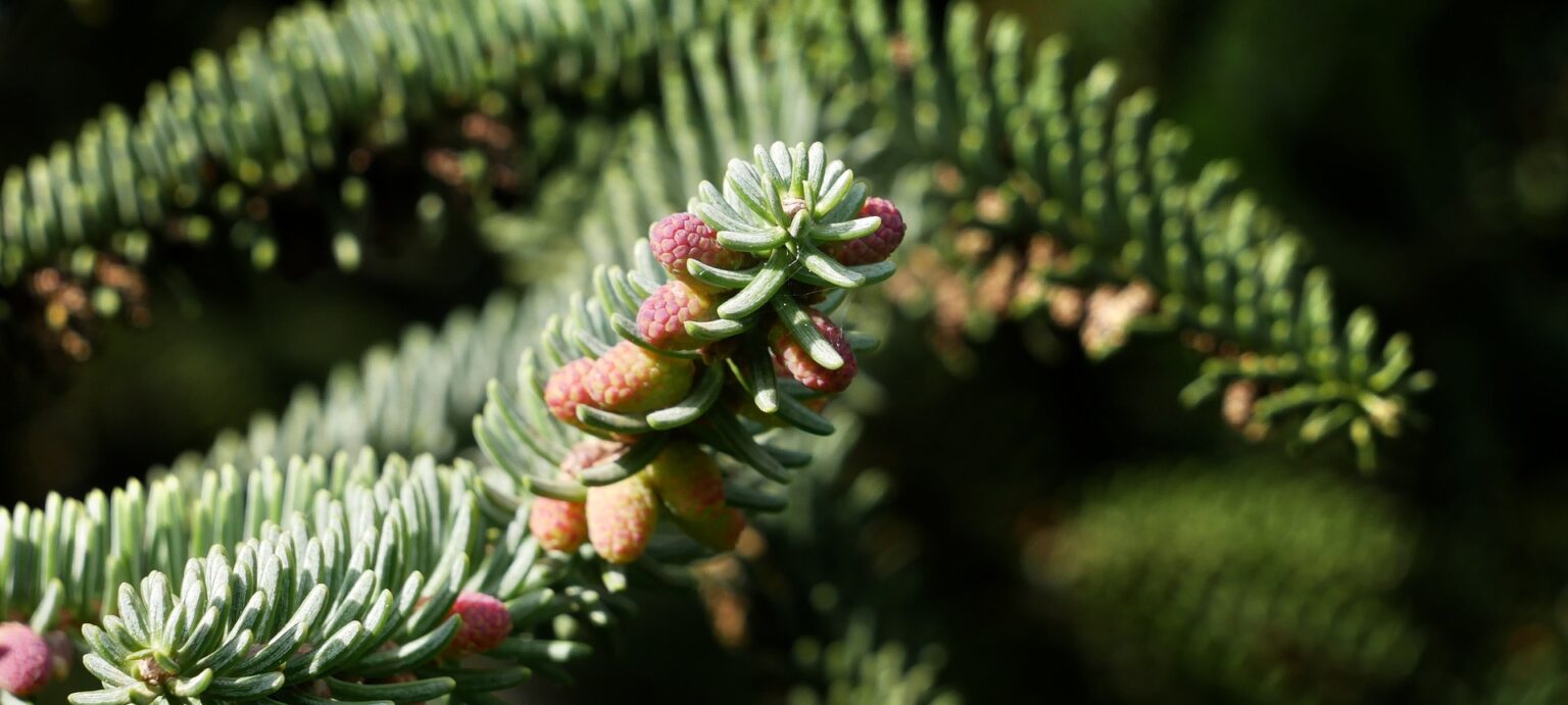 Pinsapo, especie en peligro de extinción