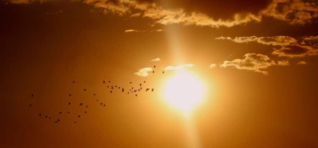Puesta de sol con aves migratorias desde el Paraje Natural Cola del Embalse de Bornos