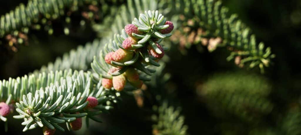 Pinsapar de Grazalema