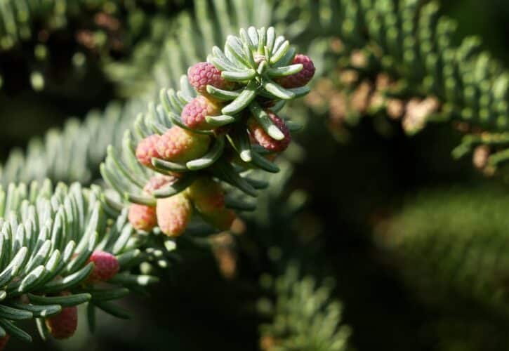 Descubre el pinsapar de Grazalema, una joya irrepetible