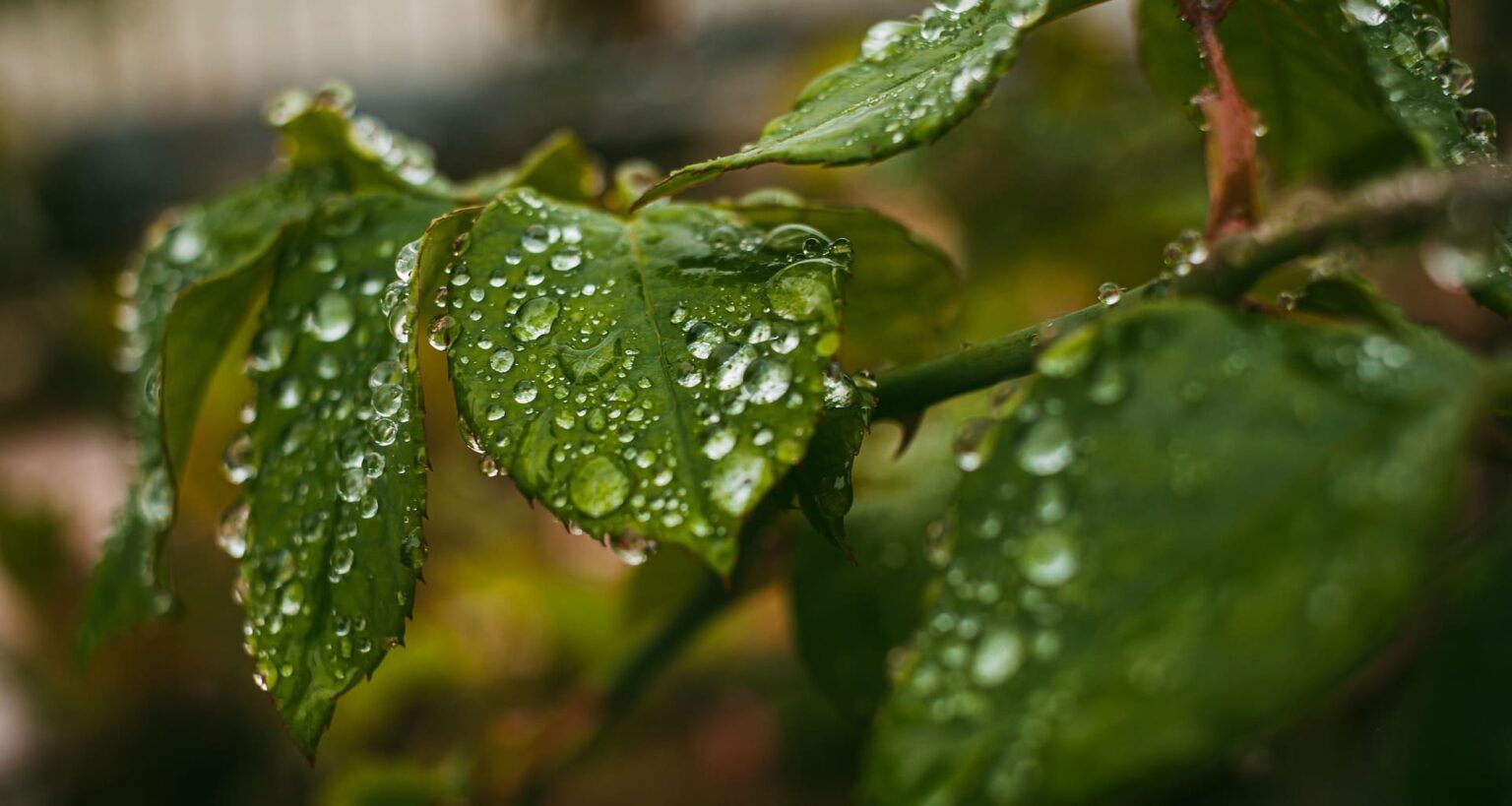 Imagen de lluvia, como en Grazalema