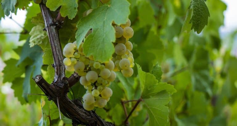 Uva moscatel típica en los vinos de Cómpeta