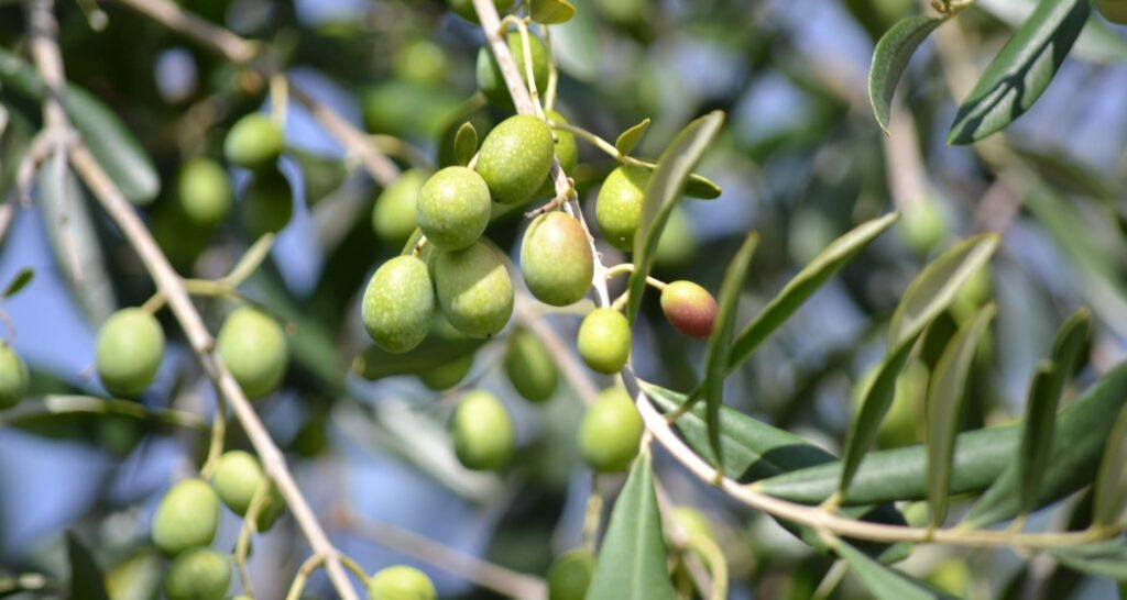 Aceitunas como las que producen el aceite del Día del Aceite Verdial de Periana