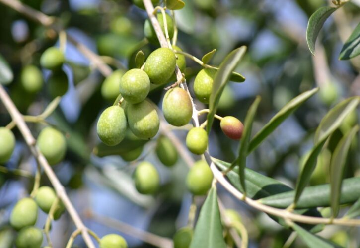 Día del Aceite Verdial de Periana, oro líquido de La Axarquía