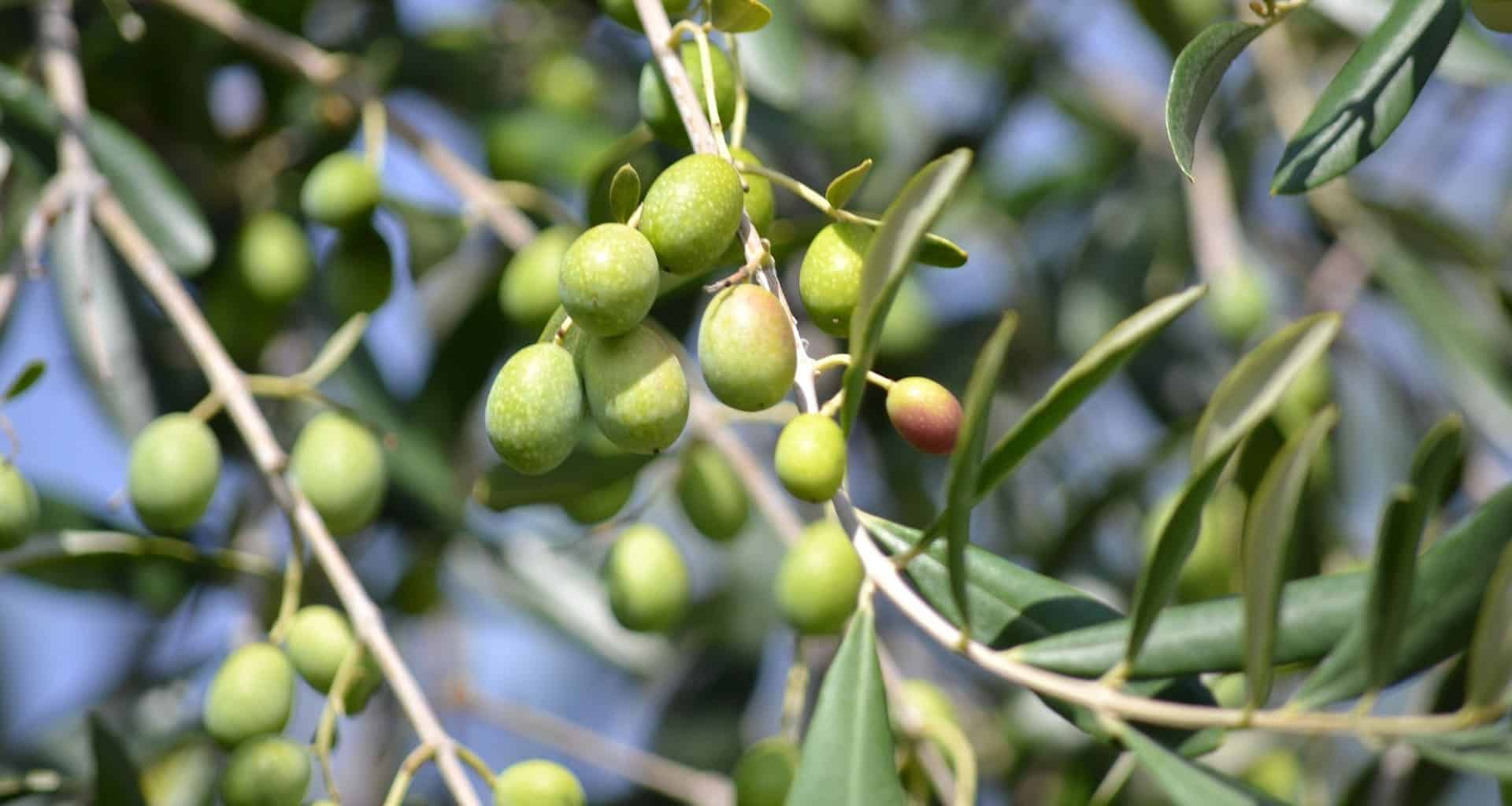 Aceitunas como las que producen el aceite del Día del Aceite Verdial de Periana