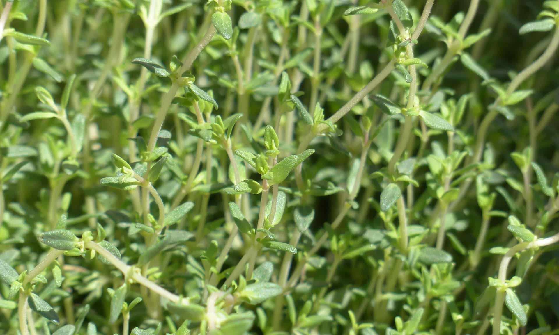 Tomillos como el del Jardín Botánico Torre del Vinagre de Arroyo Frío