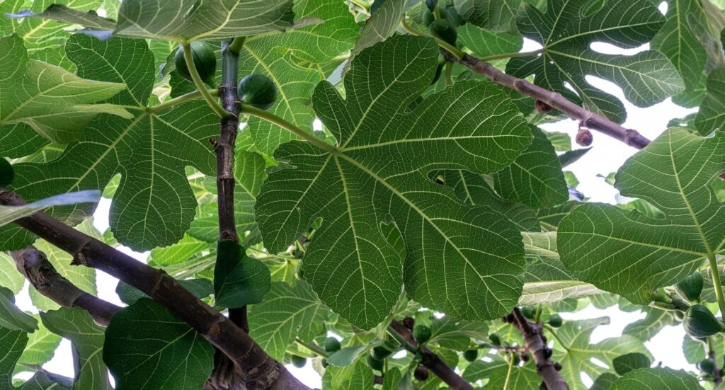 Higeras como las del Bosque encantado de Las Higueras en Pozo Alcón