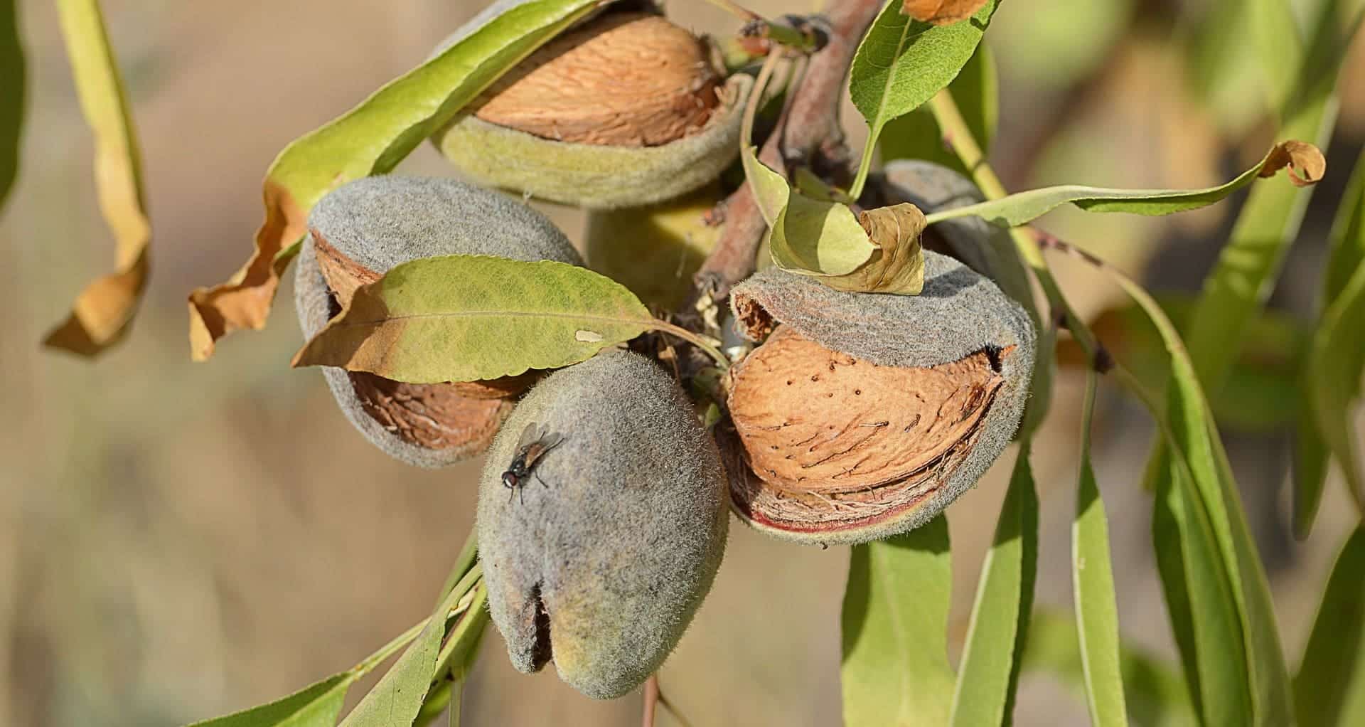 Almendras en el almendro como las que puedes ver con el agroturismo en Casabermeja