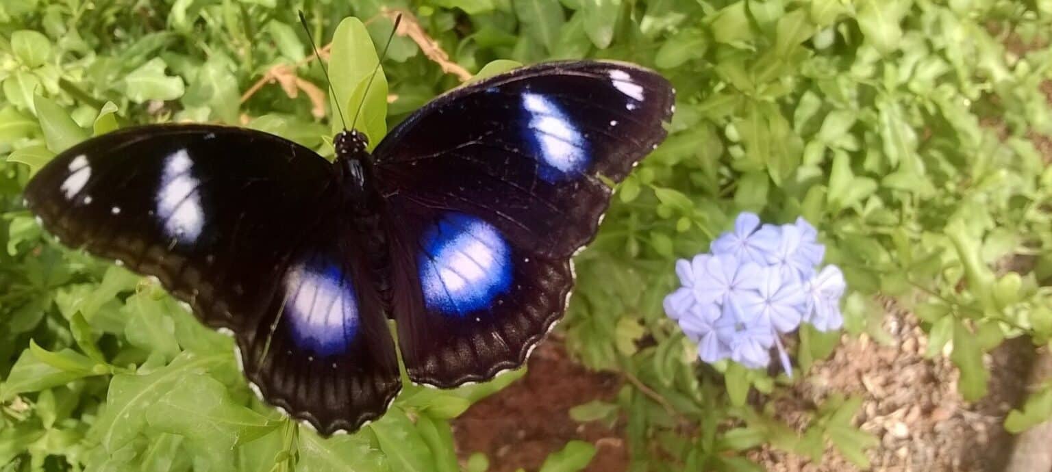 Mariposa posada sobre la hierba del Mariposario de Níjar