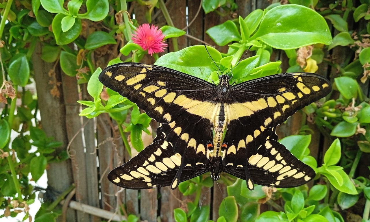 Mariposa del Mariposario de Níjar, donde vivir el turismo experiencial