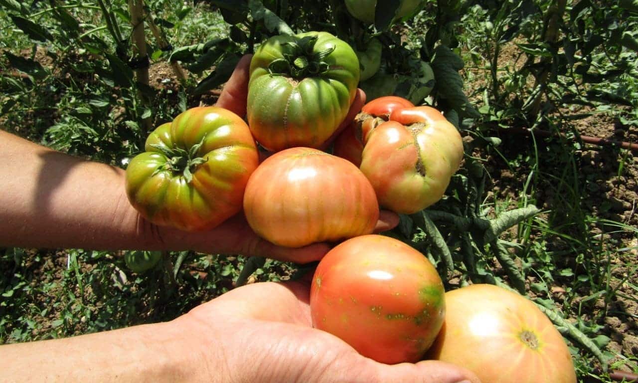 Tomates rosas de Alcolea, un componente del agroturismo de InspiraRural - Rural Sierra Sol