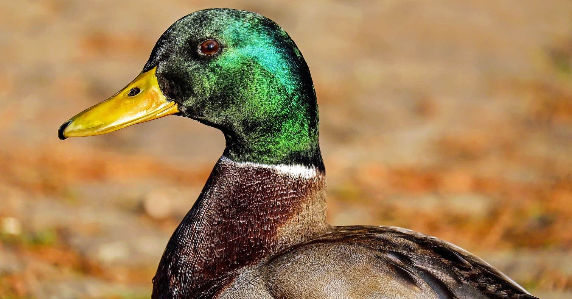 Ánade real como los que se encuentran en el Paraje Natural Cola del Embalse de Arcos