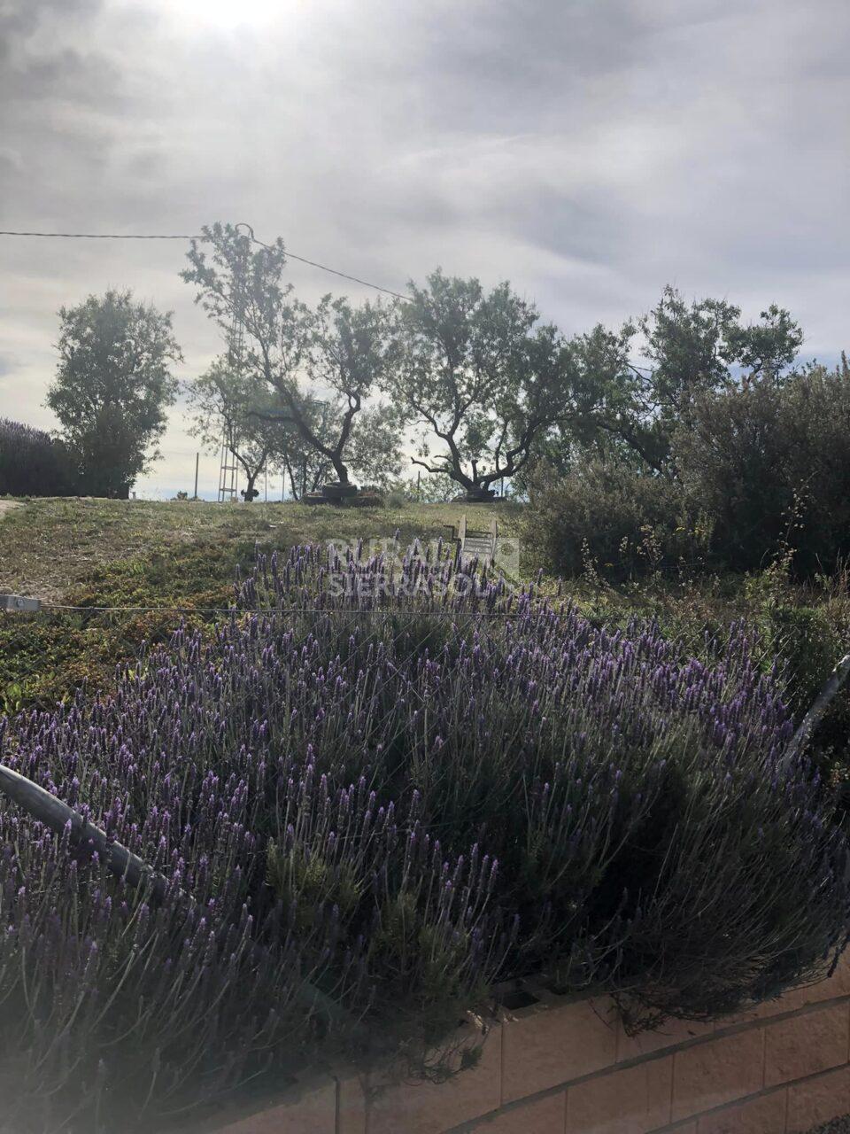 Entorno de Casa rural en Riogordo (Málaga)-4143