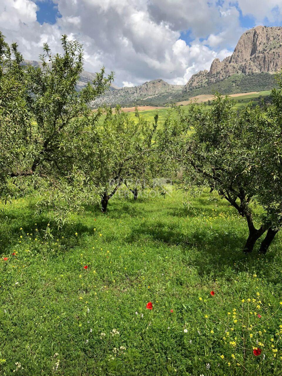 Paisaje de almendros de Casa rural en Riogordo (Málaga)-4143