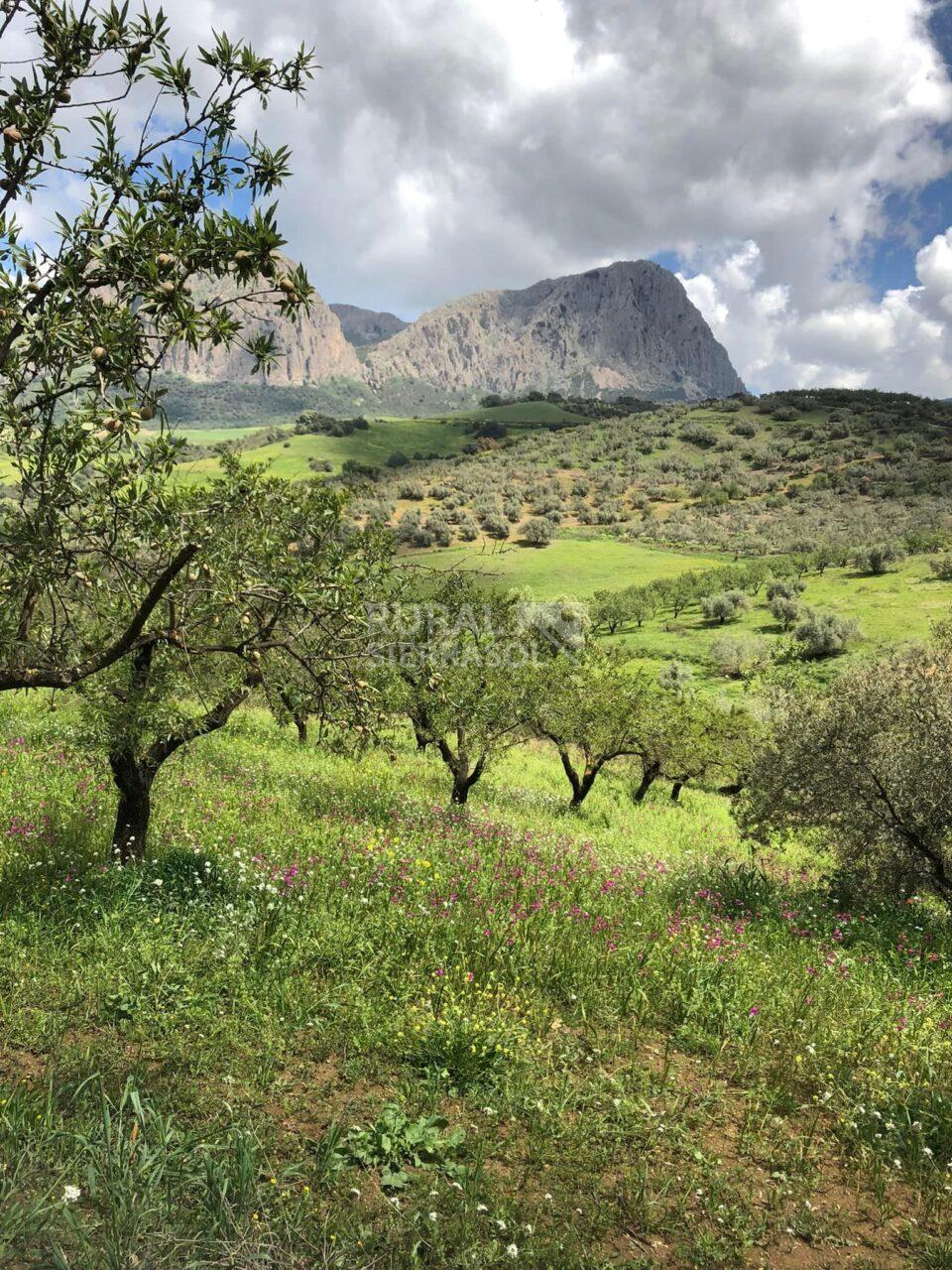 Paisaje de Casa rural en Riogordo (Málaga)-4143