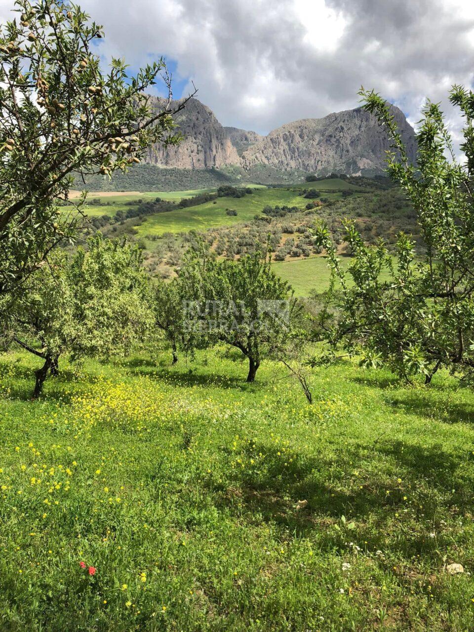 Paisaje de Casa rural en Riogordo (Málaga)-4143