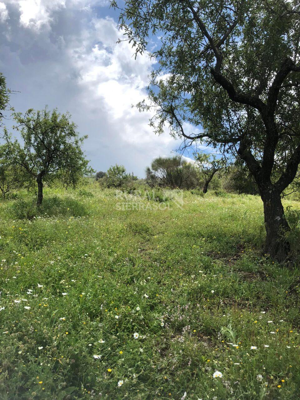 Paisaje de Casa rural en Riogordo (Málaga)-4143