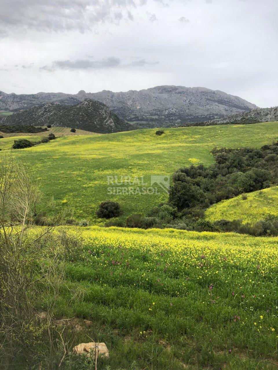 Paisaje de Casa rural en Riogordo (Málaga)-4143