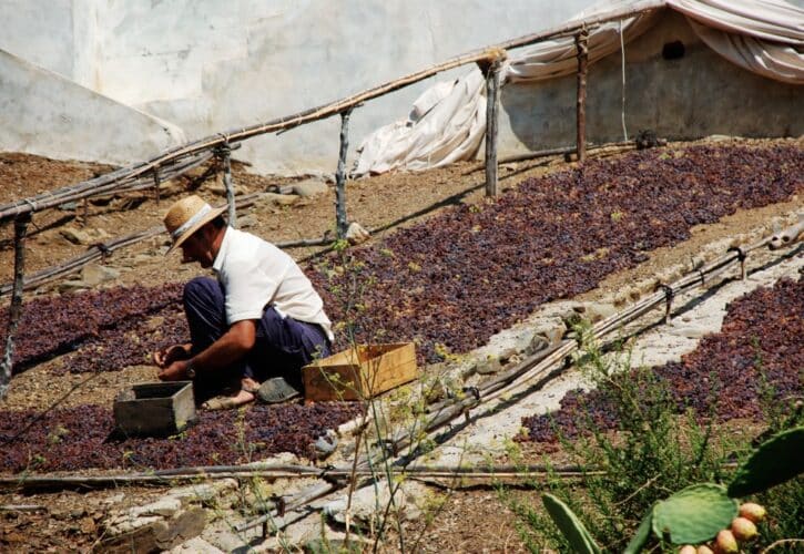 El Borge y Almáchar: El Dulce Secreto de las Pasas de La Axarquía