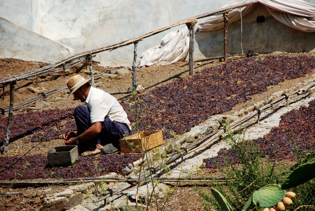 Recogiendo pasas de un pasero - Rural Sierra Sol