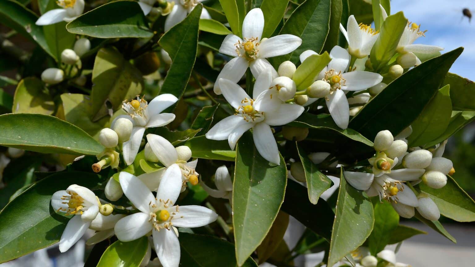 Flor de Azahar - Rural Sierra Sol