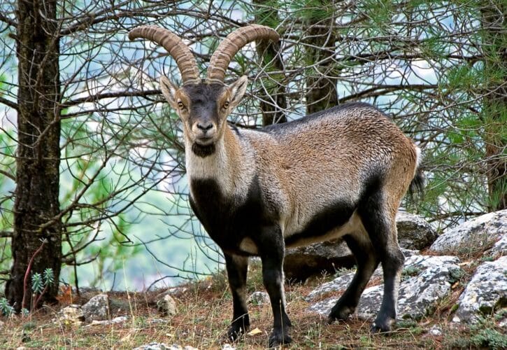 Avistamiento de fauna en Cazorla: rutas y consejos clave
