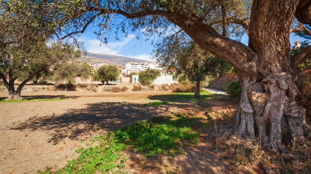 Olivos centenarios en Órgiva