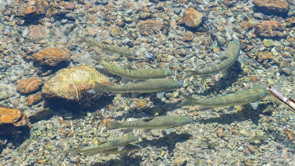 Peces de agua dulce
